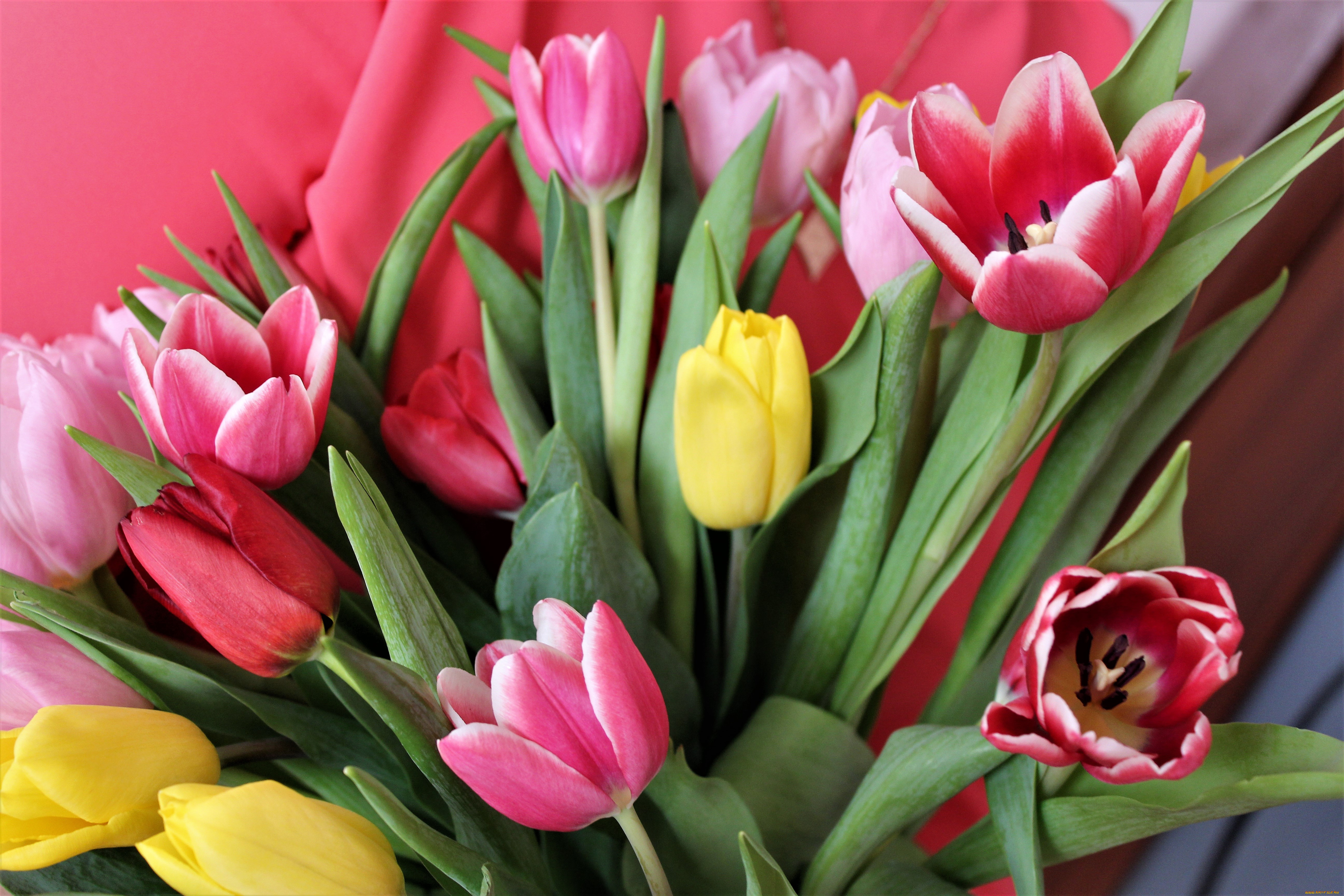 Фото тюльпанов красивые реальные. Тюльпан Лорнах. Букет тюльпанов. Красивые тюльпаны. Розовые тюльпаны.